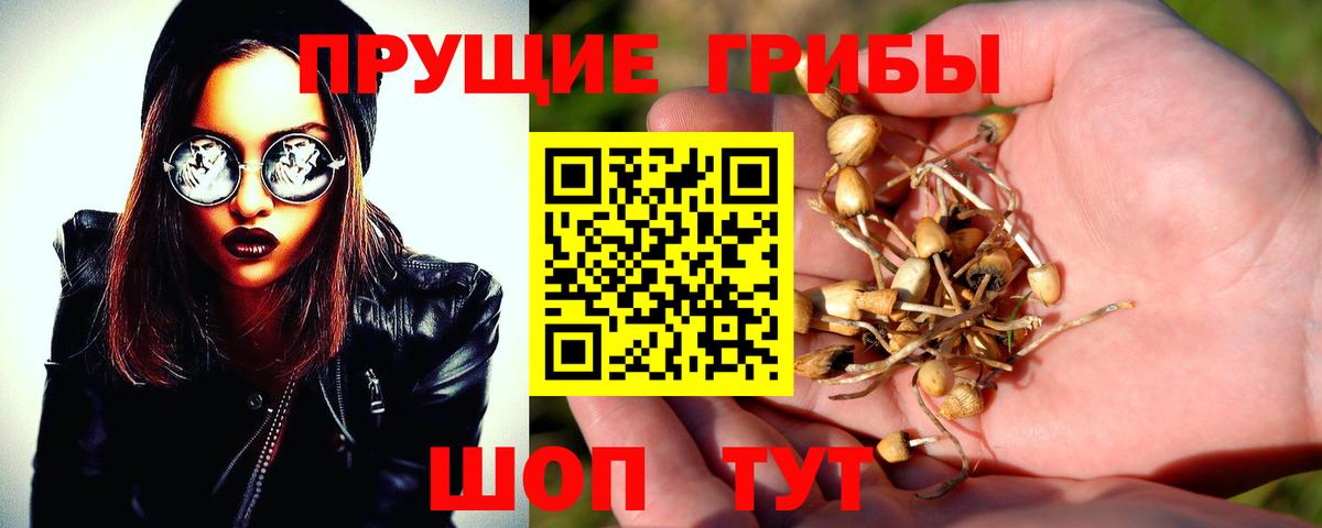 Галлюциногенные грибы Cubensis  Псилоцибиновые грибы прущие грибы  Вход с VPN  Карталы 
